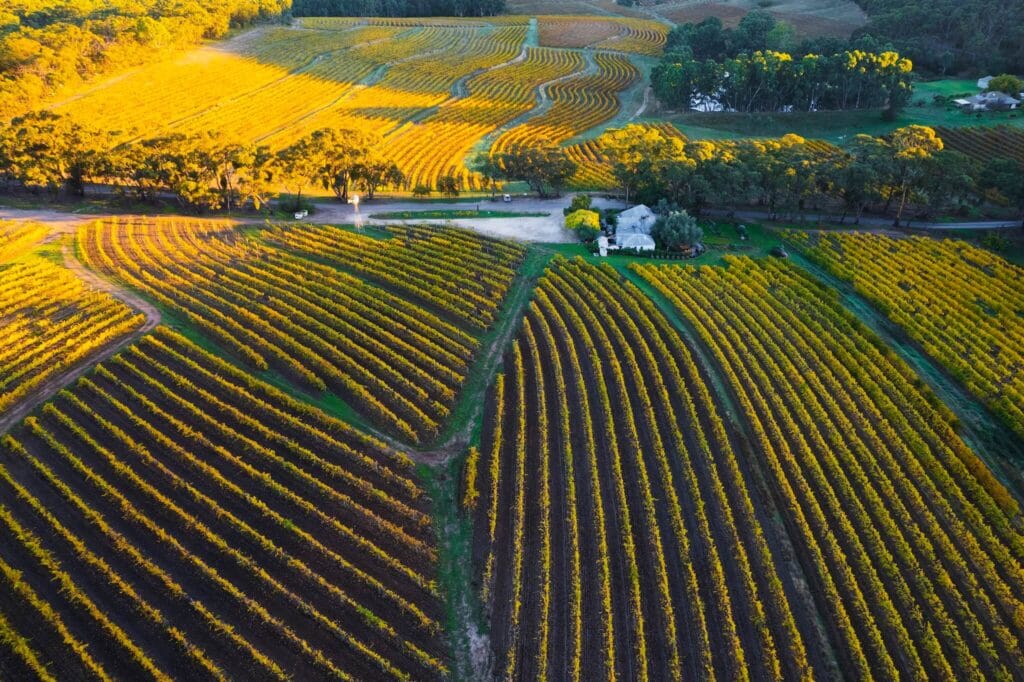 The iconic contoured vineyards of Skillogalee in the Clare Valley.